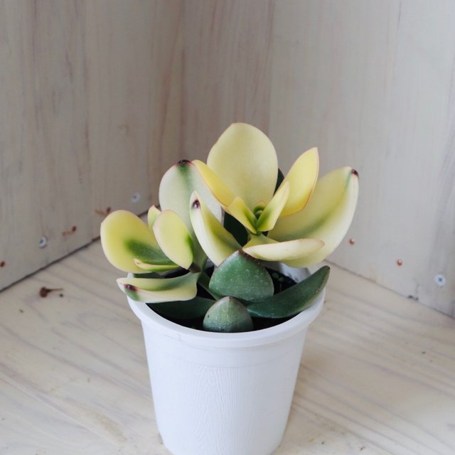 斑入り 花月 金のなる木 多肉植物 ポットごと ハンドメイドマーケット Minne 斑入り 花月 金のなる木 多肉植物 ポットごと ハンドメイドマーケット Minne