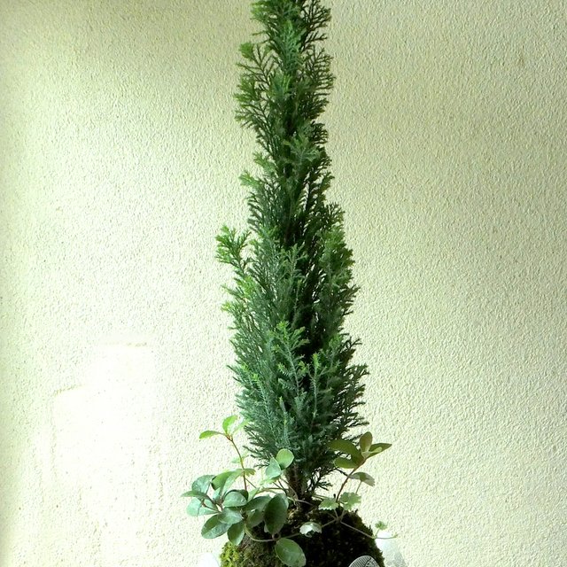 コニファー イボンヌの苔玉 ハンドメイドマーケット Minne コニファー イボンヌの苔玉 ハンドメイドマーケット Minne