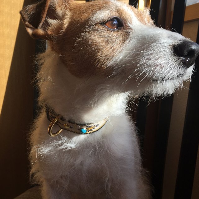 小型犬 中型犬用首輪 かっこいいネイティブ柄 小型犬 中型犬用首輪 かっこいいネイティブ柄