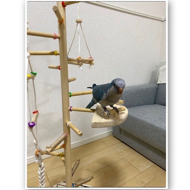 最安値で ペット 小鳥用 バードアスレチック 螺旋階段型 とまり木 - 鳥 ...