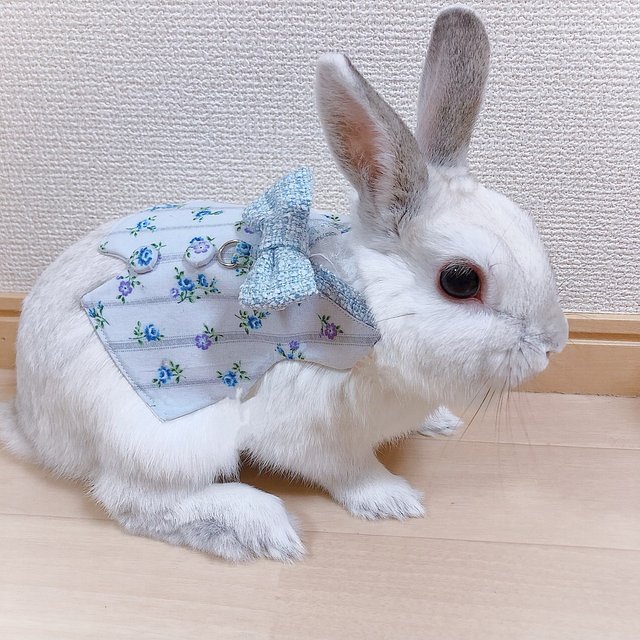 うさぎハーネス メンズ Minne 日本最大級のハンドメイド 手作り通販サイト うさぎハーネス メンズ Minne 日本最大級のハンドメイド 手作り通販サイト