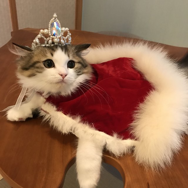猫用 スワロフスキー クリスタル パール ティアラ サンプルセール ハンドメイドマーケット Minne 猫用 スワロフスキー クリスタル パール ティアラ サンプルセール ハンドメイドマーケット Minne
