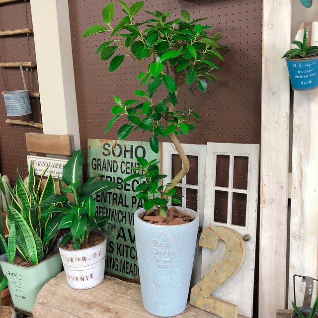 新作 現品 くねっとフランスゴム かっこいい大きめ観葉植物 おしゃれな陶器鉢 オシャレグリーン ハンドメイドマーケット Minne 新作 現品 くねっとフランスゴム かっこいい大きめ観葉植物 おしゃれな陶器鉢 オシャレグリーン ハンドメイドマーケット Minne