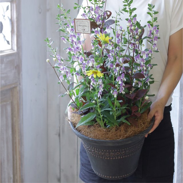 アンゲロニアとひまわりの寄せ植えbk Minne 日本最大級のハンドメイド 手作り通販サイト アンゲロニアとひまわりの寄せ植えbk Minne 日本最大級のハンドメイド 手作り通販サイト