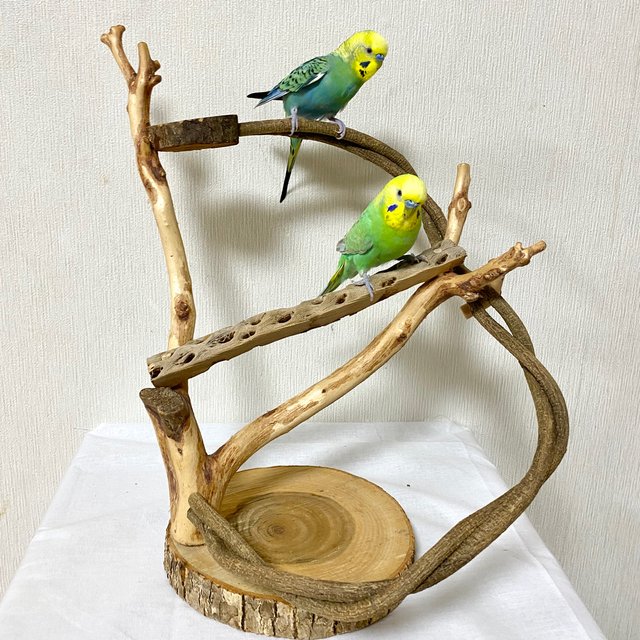 自然木 ツタ とカクタスパーチのぐるぐるバードアスレチック セキセイインコ 小桜インコ オカメインコ 鳥まとり木 鳥おもちゃ サボテンの骨 Minne 日本最大級のハンドメイド 手作り通販サイト 自然木 ツタ とカクタスパーチのぐるぐるバードアスレチック セキセイインコ 小桜インコ オカメインコ 鳥まとり木 鳥おもちゃ サボテンの骨 Minne 日本最大級のハンドメイド 手作り通販サイト