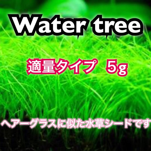 キューバパールグラスに似た小さな葉の水草の種5gとヘアーグラスに似た水草の種5g ハンドメイドマーケット Minne キューバパールグラスに似た小さな葉の水草の種5gとヘアーグラスに似た水草の種5g ハンドメイドマーケット Minne
