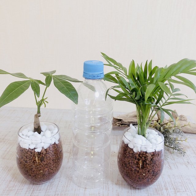 インテリアset テーブルヤシ パキラ ラウンドグラス ハイドロカルチャー 観葉植物 インテリア Minne 日本最大級のハンドメイド 手作り通販サイト インテリアset テーブルヤシ パキラ ラウンドグラス ハイドロカルチャー 観葉植物 インテリア Minne 日本最大級のハンドメイド 手作り通販サイト