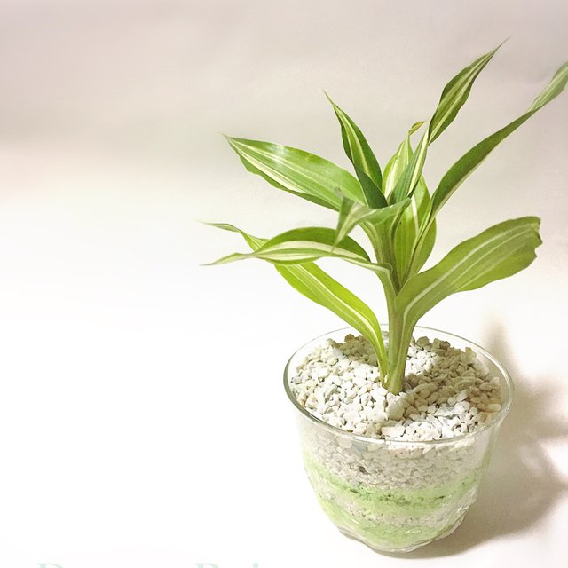 ドラセナ 観葉植物のカラーサンド植え込み Minne 日本最大級のハンドメイド 手作り通販サイト ドラセナ 観葉植物のカラーサンド植え込み Minne 日本最大級のハンドメイド 手作り通販サイト