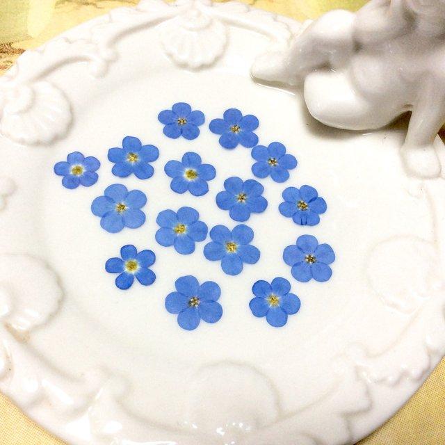 大輪 勿忘草 ミオマルク ライトブルー 自家製押し花 レジン キャンドル封入 押し花アート ハンドメイドマーケット Minne 大輪 勿忘草 ミオマルク ライトブルー 自家製押し花 レジン キャンドル封入 押し花アート ハンドメイドマーケット Minne