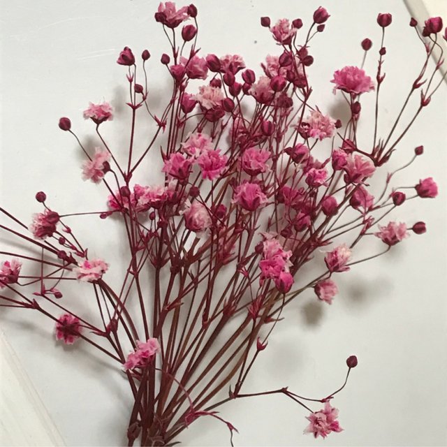 3 かすみ草ドライフラワー枝付き ハンドメイドマーケット Minne 3 かすみ草ドライフラワー枝付き ハンドメイドマーケット Minne