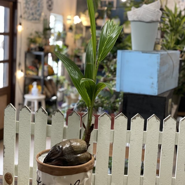 南国の雰囲気をお部屋で ココヤシ すぐにお飾り頂ける 長い葉が魅力的 鉢カバーつきでお届け致します Minne 日本最大級のハンドメイド 手作り通販サイト