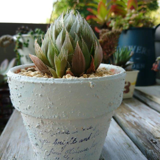 多肉植物 ハオルチア 青雲 寄せ植え 英字 ハンドメイドマーケット Minne 多肉植物 ハオルチア 青雲 寄せ植え 英字 ハンドメイドマーケット Minne