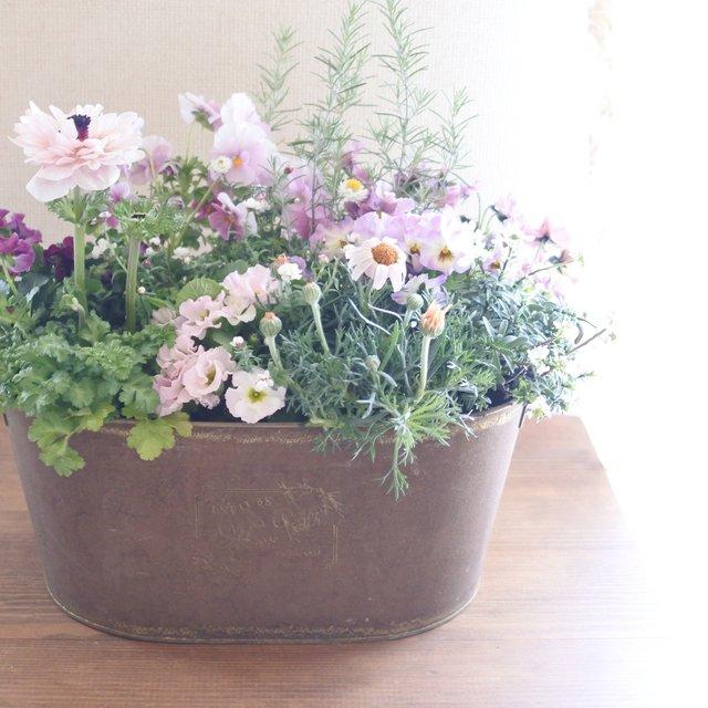 人気の 八重咲きアネモネ アンアリス とかわいいお花の寄せ植え ハンドメイドマーケット Minne 人気の 八重咲きアネモネ アンアリス とかわいいお花の寄せ植え ハンドメイドマーケット Minne