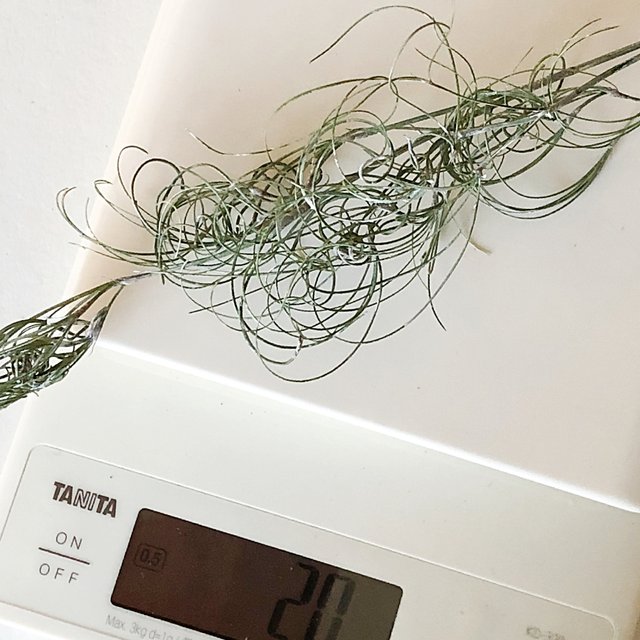 シェア花材 ゴアナクロー ウォッシュホワイト ハンドメイドマーケット Minne シェア花材 ゴアナクロー ウォッシュホワイト ハンドメイドマーケット Minne