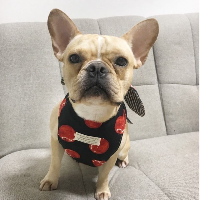 夏ひんやり お洒落なりんごのクールエプロン 犬服 犬服ハンドメイド 小型犬服 フレブル服 フレンチブルドッグ服 パグ服 暑さ対策 誕生日プレゼント ハンドメイドマーケット Minne 夏ひんやり お洒落なりんごのクールエプロン 犬服 犬服ハンドメイド 小型犬服 フレブル服 フレンチブルドッグ服 パグ服 暑さ対策 誕生日プレゼント ハンドメイドマーケット Minne