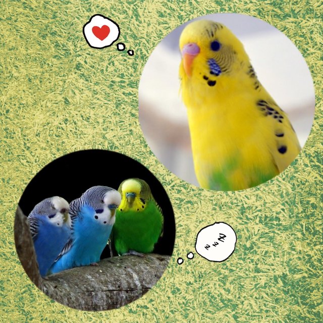 インコ キーホルダー 名前ネームプレート付き ベビー キッズ ハンドメイドマーケット Minne インコ キーホルダー 名前ネームプレート付き ベビー キッズ ハンドメイドマーケット Minne