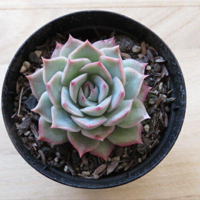 多肉植物 ピンクチップス ハンドメイドマーケット Minne 多肉植物 ピンクチップス ハンドメイドマーケット Minne