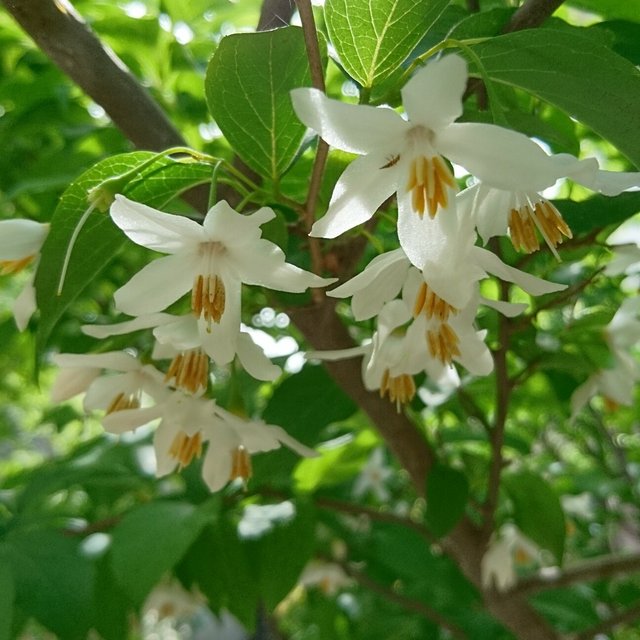 エゴノキ 苗木 約cm 30cm 野性味溢れる雑木です 大きくなると春先に白い花が鈴なりに付きます ハンドメイドマーケット Minne