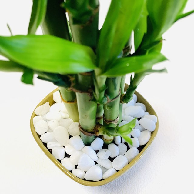 ハイドロカルチャー ミリオンバンブー 小石原焼 陶器 黄色 金運 観葉植物 イエロー ハンドメイドマーケット Minne ハイドロカルチャー ミリオンバンブー 小石原焼 陶器 黄色 金運 観葉植物 イエロー ハンドメイドマーケット Minne