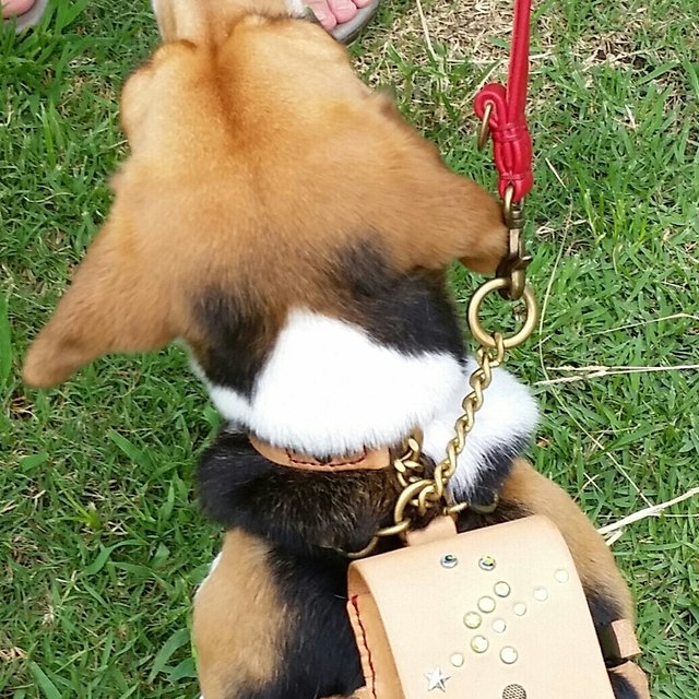 本革手作り ランドセル 首輪 小型犬用 ハンドメイドマーケット Minne 本革手作り ランドセル 首輪 小型犬用 ハンドメイドマーケット Minne