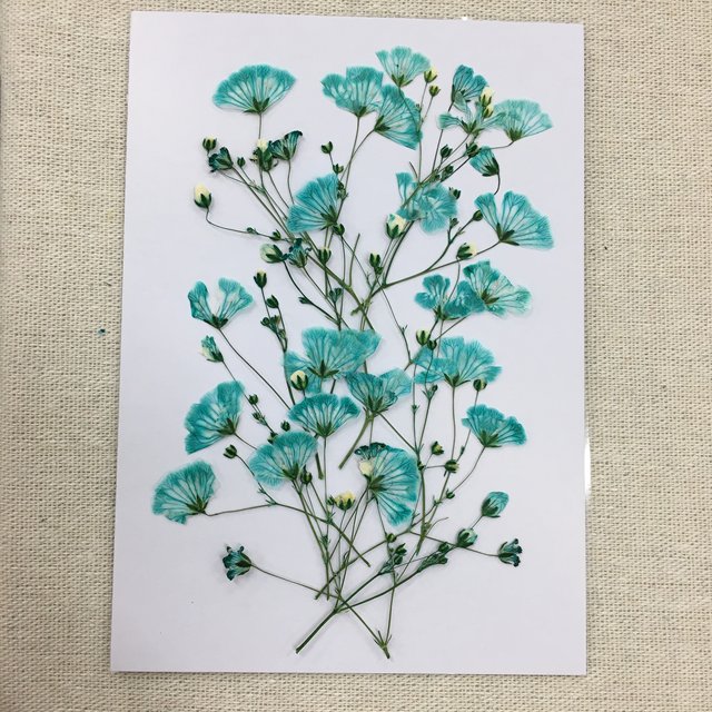 No 657n ラスト 揺れるかすみ草 ミント 押し花素材 Minne 日本最大級のハンドメイド 手作り通販サイト No 657n ラスト 揺れるかすみ草 ミント 押し花素材 Minne 日本最大級のハンドメイド 手作り通販サイト