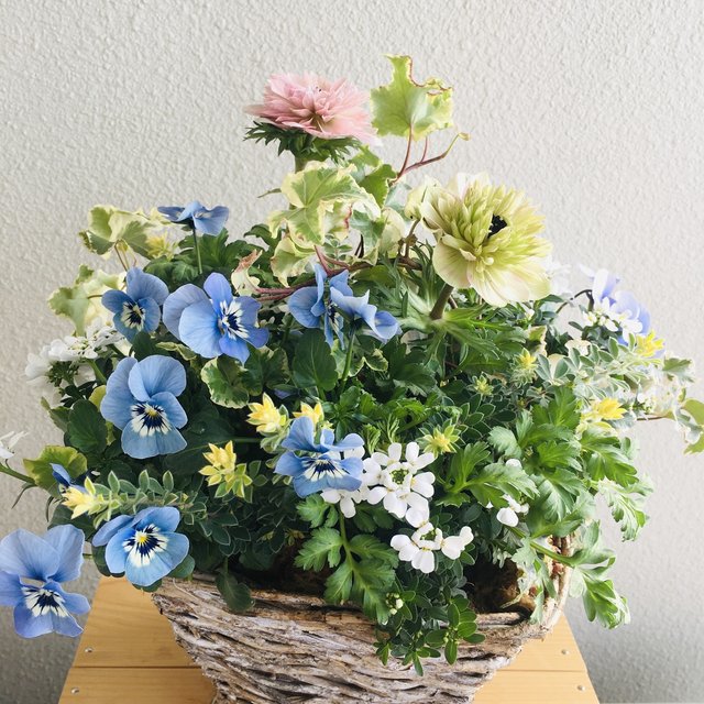 めちゃくちゃ人気なアネモネ アンアリス のプランツギャザリング 寄せ植え 花 ハンドメイドマーケット Minne