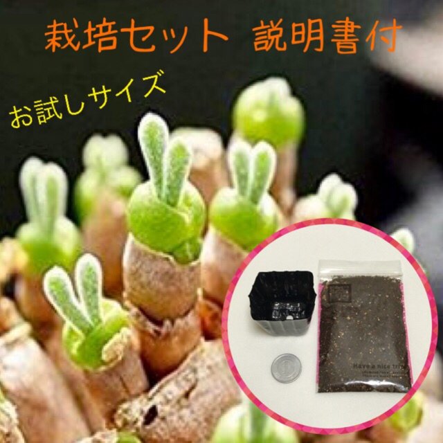 お試し栽培セット うさぎの耳 モニラリア 多肉植物 ハンドメイドマーケット Minne お試し栽培セット うさぎの耳 モニラリア 多肉植物 ハンドメイドマーケット Minne