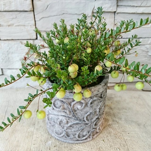 実がいっぱいついたクランベリーの鉢植え ハンドメイドマーケット Minne 実がいっぱいついたクランベリーの鉢植え ハンドメイドマーケット Minne