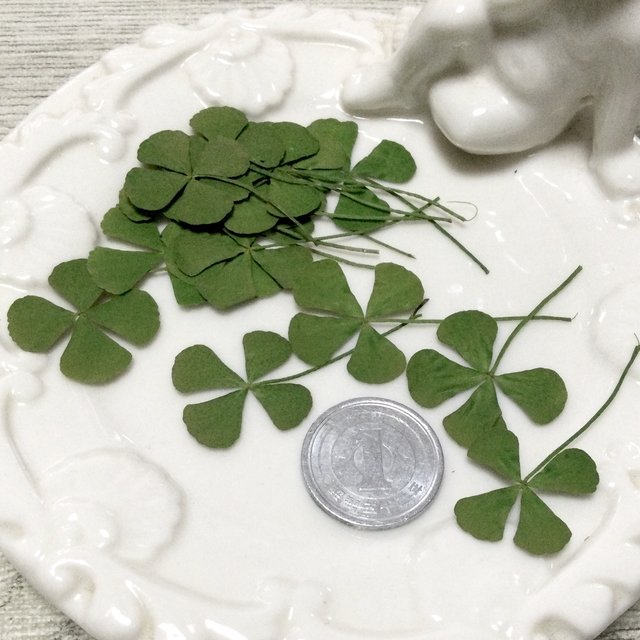 再販 9 四つ葉のクローバー15枚 大 押し花 レジン キャンドル Minne 日本最大級のハンドメイド 手作り通販サイト 再販 9 四つ葉のクローバー15枚 大 押し花 レジン キャンドル Minne 日本最大級のハンドメイド 手作り通販サイト