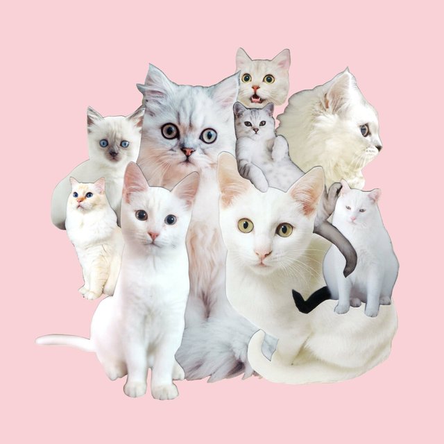 Cats Collage 白猫のコラージュ Pink メガネ拭き ハンドメイドマーケット Minne Cats Collage 白猫のコラージュ Pink メガネ拭き ハンドメイドマーケット Minne