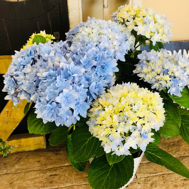 新作 ブルーあじさい ごきげんよう 紫陽花 青系 人気季節のお花 Minne 日本最大級のハンドメイド 手作り通販サイト