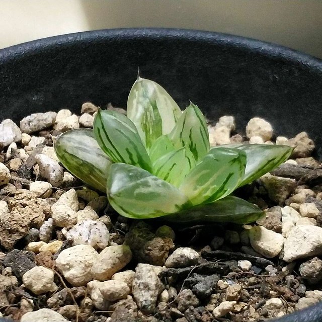 コモモ ハオルチア 多肉植物 透明感 斑 極上斑 小さめ ハンドメイドマーケット Minne コモモ ハオルチア 多肉植物 透明感 斑 極上斑 小さめ ハンドメイドマーケット Minne