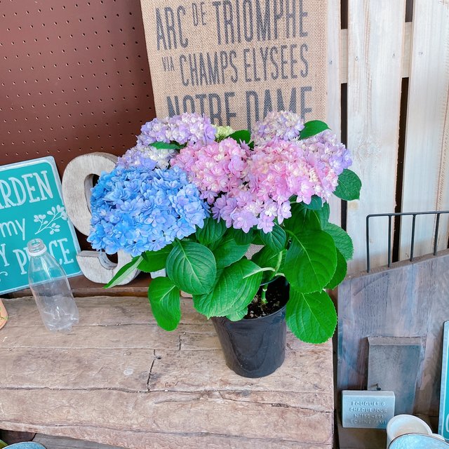 現品 ごきげんようレインボーあじさい ミックスのお色が可愛い紫陽花 人気季節のお花 Minne 日本最大級のハンドメイド 手作り通販サイト