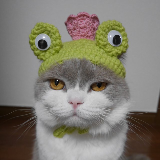 カエルのお姫様 猫用帽子 犬用帽子 Minne 日本最大級のハンドメイド 手作り通販サイト カエルのお姫様 猫用帽子 犬用帽子 Minne 日本最大級のハンドメイド 手作り通販サイト