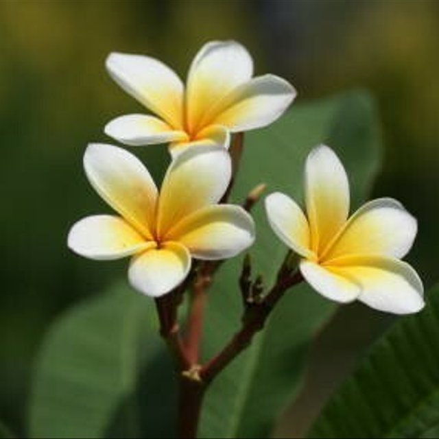 プルメリア 花 の ネックレス 白 南国 リゾート ハワイ ハンドメイドマーケット Minne