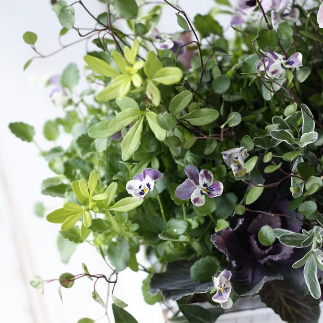 アンティークな木箱に紫色の春の花でギャザリング寄せ植え ハンドメイドマーケット Minne アンティークな木箱に紫色の春の花でギャザリング寄せ植え ハンドメイドマーケット Minne