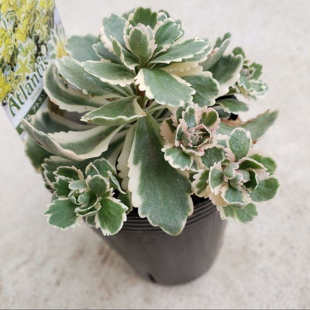 セダム 多肉植物 レア アトランティス ポットのまま発送 Minne 日本最大級のハンドメイド 手作り通販サイト セダム 多肉植物 レア アトランティス ポットのまま発送 Minne 日本最大級のハンドメイド 手作り通販サイト