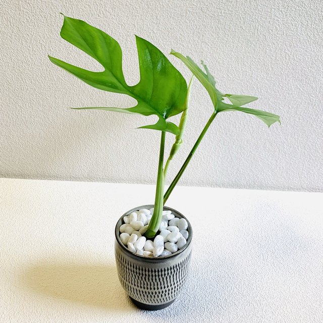 ハイドロカルチャー 姫モンステラ 小鹿田焼 陶器 飛びかんな 観葉植物 ハンドメイドマーケット Minne ハイドロカルチャー 姫モンステラ 小鹿田焼 陶器 飛びかんな 観葉植物 ハンドメイドマーケット Minne