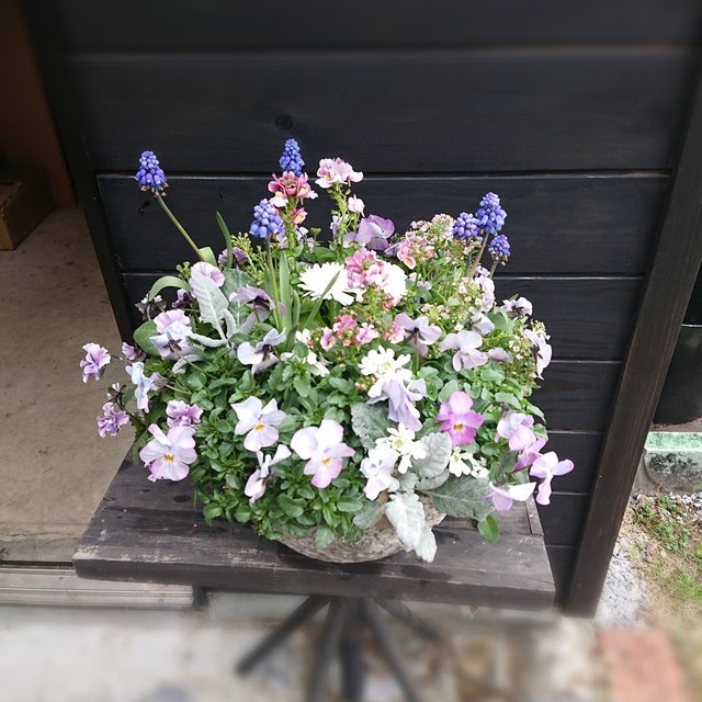 春 パープルの寄せ植え ハンドメイドマーケット Minne 春 パープルの寄せ植え ハンドメイドマーケット Minne