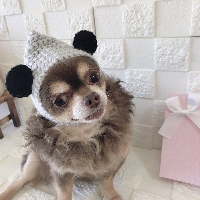 わんちゃんがくまさんに 帽子で変身 ペット帽 くま耳 ハンドメイドマーケット Minne わんちゃんがくまさんに 帽子で変身 ペット帽 くま耳 ハンドメイドマーケット Minne