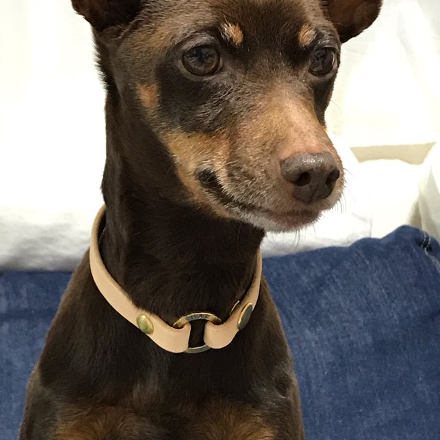 新作 ネーム入りリング ネームチョーカー 迷子札 首輪 犬 ねこ 猫 ハンドメイド レザーチョーカー 愛犬 愛猫 Minne 日本最大級のハンドメイド 手作り通販サイト 新作 ネーム入りリング ネームチョーカー 迷子札 首輪 犬 ねこ 猫 ハンドメイド レザーチョーカー 愛犬 愛猫 Minne 日本最大級のハンドメイド 手作り通販サイト
