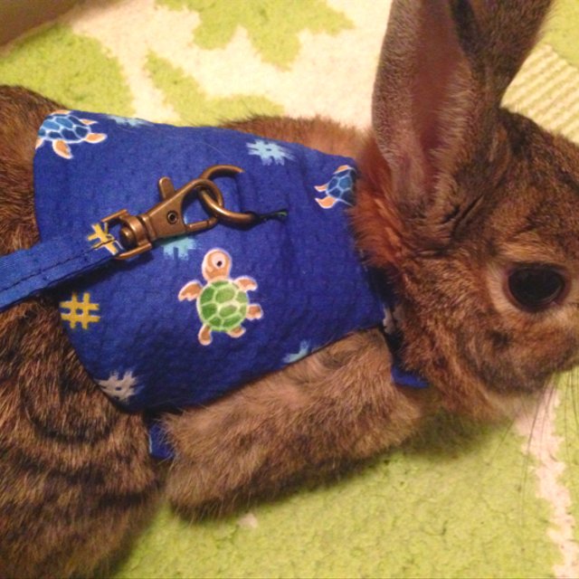 受注生産 うさぎ用ハーネス 夏仕様カメさん Minne 日本最大級のハンドメイド 手作り通販サイト 受注生産 うさぎ用ハーネス 夏仕様カメさん Minne 日本最大級のハンドメイド 手作り通販サイト