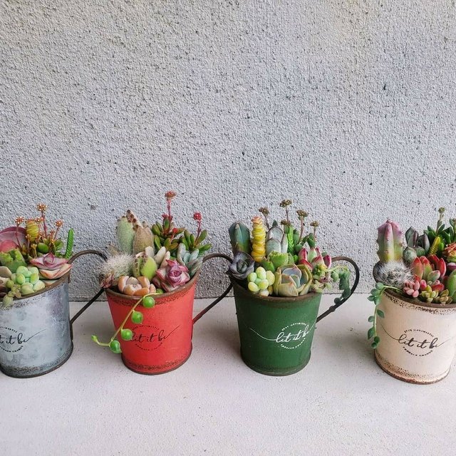 ティーカップの寄せ植え ブリキ4色 サボテンor多肉植物の寄せ植え Minne 日本最大級のハンドメイド 手作り通販サイト