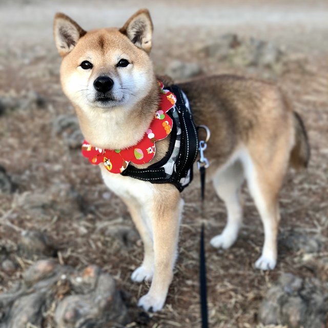 ペット用もくもくスタイ しばレモン ピンク リボンオプション 柴犬 しばいぬ ハンドメイドマーケット Minne ペット用もくもくスタイ しばレモン ピンク リボンオプション 柴犬 しばいぬ ハンドメイドマーケット Minne