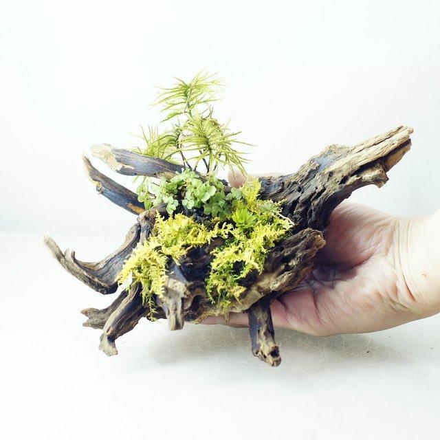流木苔盆栽 苔の立体テラリウム 完成品 現物 苔 Minne 日本最大級のハンドメイド 手作り通販サイト