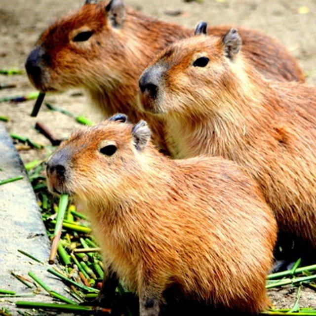 かわいい動物のポストカード カピバラ 4 ハンドメイドマーケット Minne かわいい動物のポストカード カピバラ 4 ハンドメイドマーケット Minne