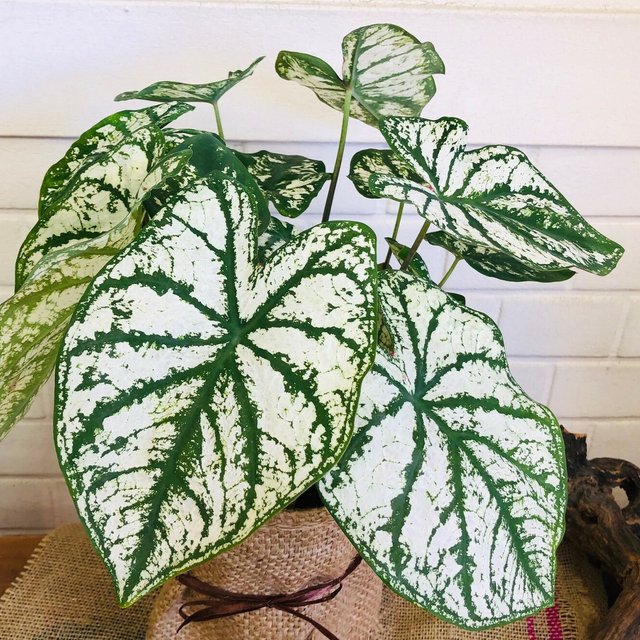 カラジウム Mサイズ Whitegreen 観葉植物 癒し 涼感 サトイモ科 夏ギフト 暑中お見舞い Minne 日本最大級のハンドメイド 手作り通販サイト カラジウム Mサイズ Whitegreen 観葉植物 癒し 涼感 サトイモ科 夏ギフト 暑中お見舞い Minne 日本最大級のハンドメイド 手作り通販サイト