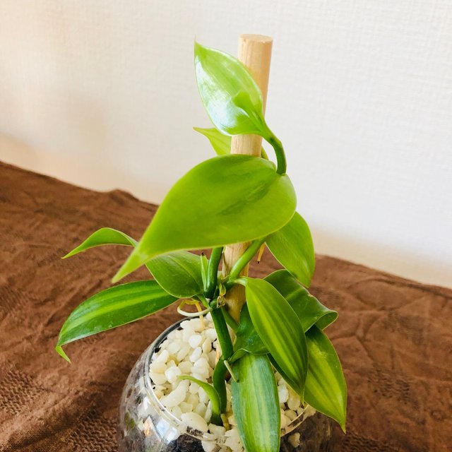バニラ ハイドロカルチャー 送料込み ハンドメイドマーケット Minne バニラ ハイドロカルチャー 送料込み ハンドメイドマーケット Minne