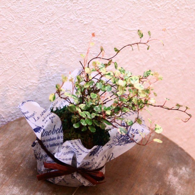 ハンギング苔玉アスパラガス スプレンゲリー Sサイズ ラッピング無料 ハンドメイドマーケット Minne ハンギング苔玉アスパラガス スプレンゲリー Sサイズ ラッピング無料 ハンドメイドマーケット Minne