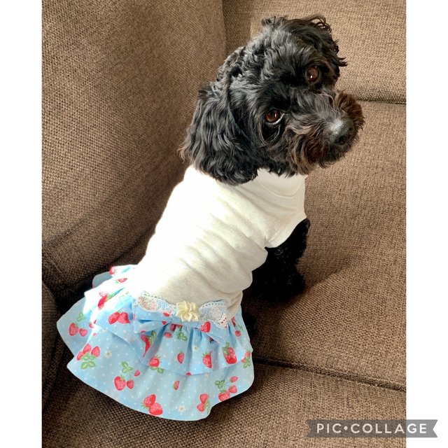 犬服 小型犬dmサイズ いちご フリフリ リボンワンピース ブルー 胴長 Minne 日本最大級のハンドメイド 手作り通販サイト 犬服 小型犬dmサイズ いちご フリフリ リボンワンピース ブルー 胴長 Minne 日本最大級のハンドメイド 手作り通販サイト